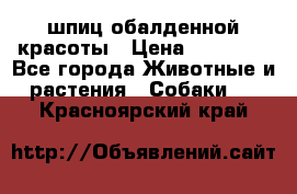 шпиц обалденной красоты › Цена ­ 22 000 - Все города Животные и растения » Собаки   . Красноярский край